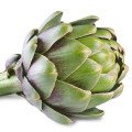 کنگر فرنگی Artichoke