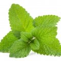 بادرنجبویه Lemon Balm