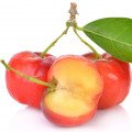 آسرولا Acerola