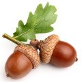 بلوط Acorn