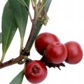 توت خرس Bearberry