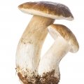 Cepes