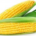 ذرت Corn