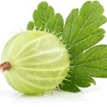 انگور فرنگی Gooseberry