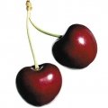 گیلاس ترش Sour Cherry