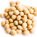 سویا Soybean