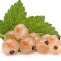 توت سفید White Currant