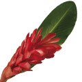 آلپاین Alpinia