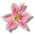 آلسترومریا Alstroemeria