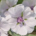 آلتایا Althaea