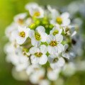 آلیسوم  Alyssum