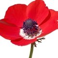  شقایق Anemone