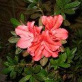 آزالیا Azalea