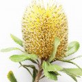 بانکسیا استرالیا Banksia Australian