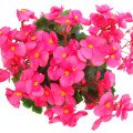 بگونیا Begonia