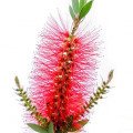 بطری برس Bottlebrush