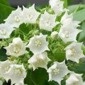 گل نان Bread Flower