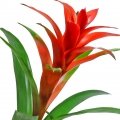 بروملیا Bromelia