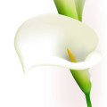 کالا لیلی Calla Lily