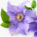 کلماتیس Clematis