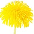 قاصدک Dandelion