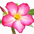 رز صحرا Desert Rose