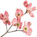 شکوفه داگ وودDogwood Blossom