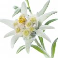 ادلویز Edelweiss