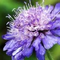 فیلد گال Field Scabious