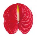 گل فلامینگو(آنتوریوم) Flamingo Flower (Anthurium)