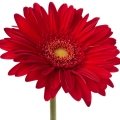 ژربرا Gerbera