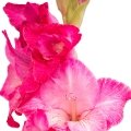 گلایول Gladiolus