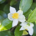 گل چای سبز Green Tea Flower