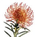 گرویلا Grevillea