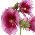 هالی هاک Hollyhock