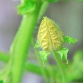 شکوفه عسلک Honeydew Blossom