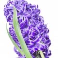 سنبلHyacinth