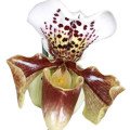 ارکیده دمپایی خانم Lady Slipper Orchid