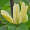 ماگنولیا بروکلیننسیس Magnolia Brooklynensis