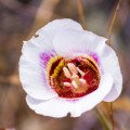 مارپیوزا لیلی Mariposa Lily