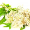 شیرین علفزار Meadowsweet