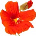 نسترنیوم Nasturtium