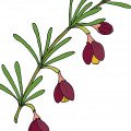 برونیا Boronia