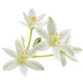 اورنیتوگالوم Ornithogalum