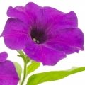 گل اطلسی Petunia