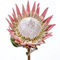 پروتئا Protea