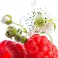 شکوفه تمشک Raspberry Blossom