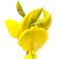 جارو اسپانیایی Spanish Broom