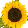 گل آفتابگردان Sunflower