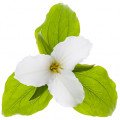 تریلیوم Trillium